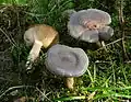 Ryzec kokoska (Lactarius mammosus)