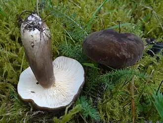 alternativní popis obrázku chybí