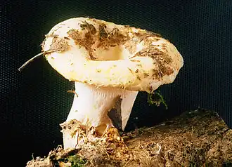 Ryzec ohrnutý (Lactarius resimus)