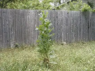 alternativní popis obrázku chybí