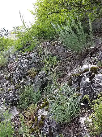 alternativní popis obrázku chybí