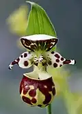 Květ Cypripedium yatabeanum