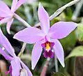 Laelia anceps, Epidendroideae