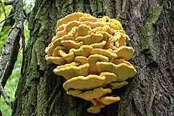 Sírovec žlutooranžový (Laetiporus sulphureus)