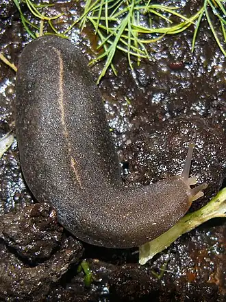 Laevicaulis alte z Afriky (Veronicellidae)