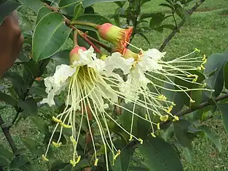 Kvetoucí lafénzie Lafoensia pacari