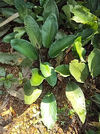 alternativní popis obrázku chybí