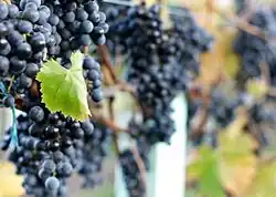 Hrozny odrůdy Lagrein