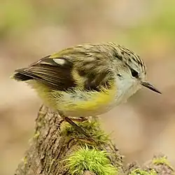 Samice pokřovníka zeleného