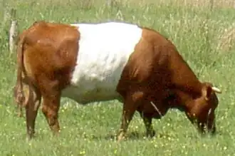 hnědá kráva plemene lakenvelder