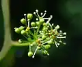 Samčí květy révy vinné (Vitis vinifera ssp. sylvestris)
