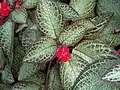 Episcia cupreata