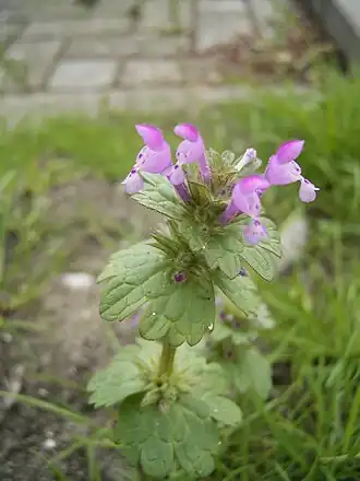 alternativní popis obrázku chybí