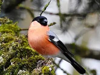 alternativní popis obrázku chybí