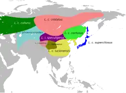 Rozšíření jednotlivých poddruhů ťuhýka hnědého