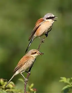 alternativní popis obrázku chybí