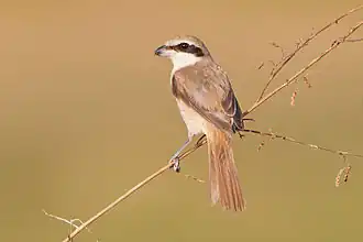 alternativní popis obrázku chybí