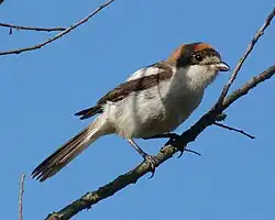 alternativní popis obrázku chybí