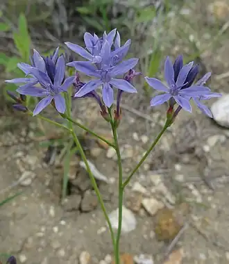 alternativní popis obrázku chybí