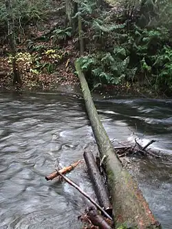 Velké kusy mrtvého dřeva v potoce „Whatcom Creek“ v Bellinghamu, WA