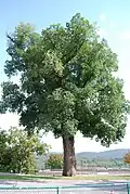Jilm vysoký (Ulmus procera)
