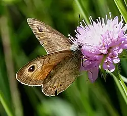 Okáč ječmínkový, Velká Británie