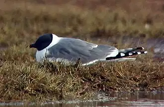 alternativní popis obrázku chybí