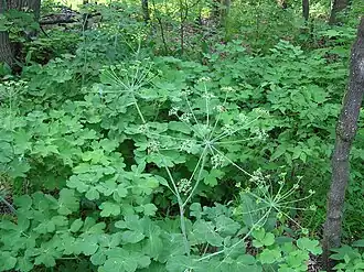 alternativní popis obrázku chybí