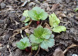 popis obrázku chybí