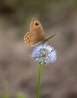 Okáč ječmínkový, Německo