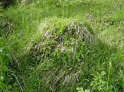 Mraveniště mravence žlutého.