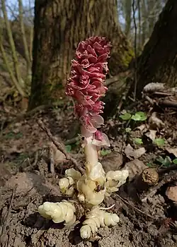 Podbílek šupinatý s odhalenými podzemními orgány