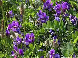 alternativní popis obrázku chybí