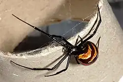 Zbarvení mladé samice