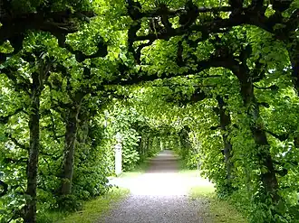 Lázně:Lipové loubí