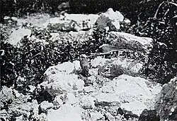 Vzdálenější černobílý záběr, na kterém chřástal laysanský vyjídá vejce mořského ptáka