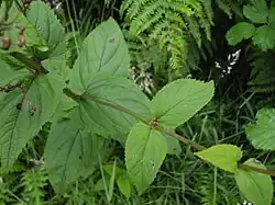 Listy krtičníku hlíznatého