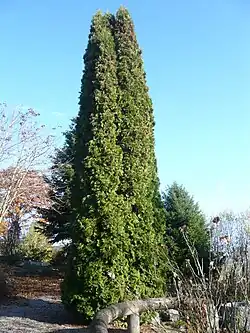 zerav západní (Thuja occidentalis)