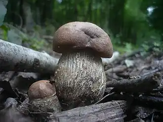 alternativní popis obrázku chybí