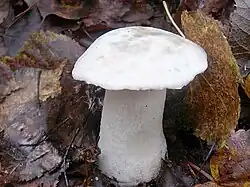 Leccinum vulpinum