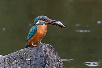 Ledňáček říční s kořistí