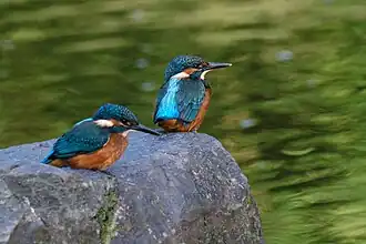 Mladí ledňáčci pár dní po prvním opuštění hnízdní nory