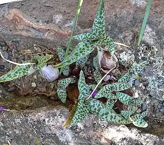 alternativní popis obrázku chybí