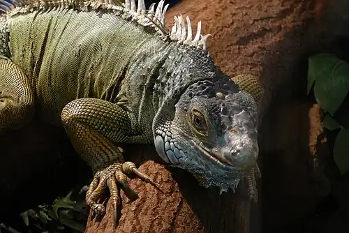 Leguán zelený v mini ZOO ve Štramberku