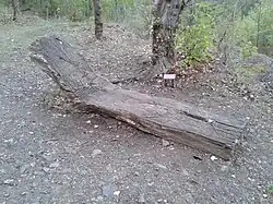 Lehátko; Umístění: Praha - Dalejské údolí (2003)