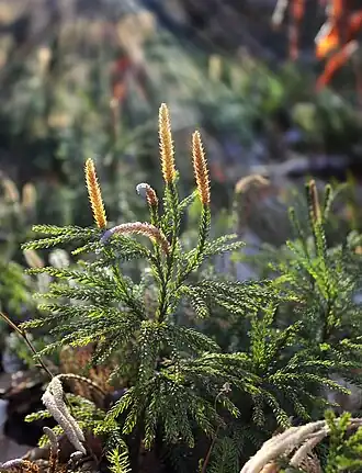 alternativní popis obrázku chybí