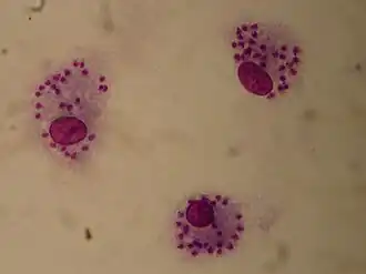 alternativní popis obrázku chybí