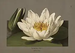 Leknín bílý (knižní ilustrace, 1888)