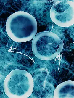 Pokročilejší druh fotogramu, při jehož tvorbě autor pracoval s polotóny a barevnou podložkou