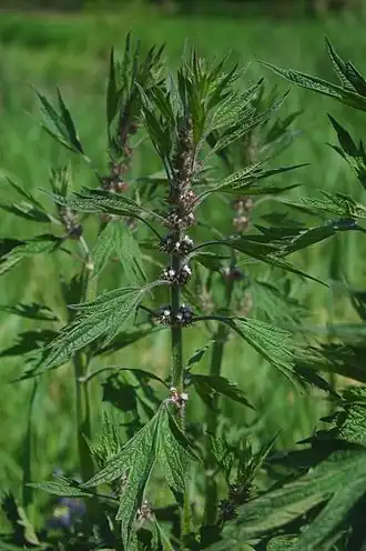 alternativní popis obrázku chybí